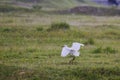 Great egret during takeoff Royalty Free Stock Photo