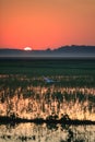 A Great Egret takes flight in a rice field during sunrise over Bald Knob National Wildlife Refuge Royalty Free Stock Photo