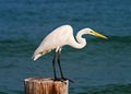 Great egret taking flight Royalty Free Stock Photo