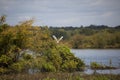 Great Egret Taking Flight Royalty Free Stock Photo