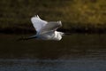 the great egret taking flight as it prepares to land in water Royalty Free Stock Photo