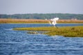 A Great Egret taking flight at Assateague Island National Seashore, Maryland Royalty Free Stock Photo