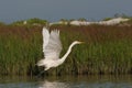 Great Egret taking flight in Fort De Soto State Park, Florida. Royalty Free Stock Photo