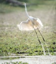 Great Egret Taking Flight Royalty Free Stock Photo