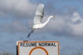 Great egret taking flight from a speedway sign Royalty Free Stock Photo