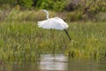 Great egret taking flight Royalty Free Stock Photo