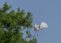 Great Egret Taking Off from a Cypress Tree