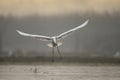 Great Egret taking off Royalty Free Stock Photo