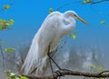 Great Egret in a Tree