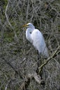 Great Egret in tree