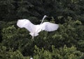 Great Egret in a treetop taking off to fly