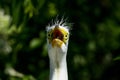 Great egret Royalty Free Stock Photo