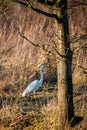 A great egret wades through tall grass Royalty Free Stock Photo