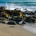 Great Egret and Breaking Waves Royalty Free Stock Photo