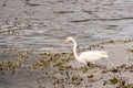 Great Egret, wading in a tropical lake Royalty Free Stock Photo