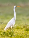 Great egret walkin on green bright background