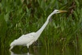 Great Egret walking along edge of pond Royalty Free Stock Photo
