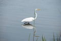 A Great Egret Wading The Bayou Waters. Royalty Free Stock Photo