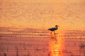 A Great Egret walking in a tropical swamp at sunset Royalty Free Stock Photo