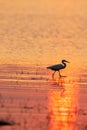 A Great Egret walking in a tropical swamp at sunset Royalty Free Stock Photo