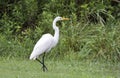 Great Egret, Walton County, Georgia USA Royalty Free Stock Photo