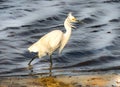 The Raging wind swept Great Egret