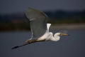 Great egret water bird flight