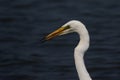 Great egret water bird watching on the lake