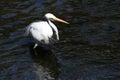 Great Egret in water Royalty Free Stock Photo