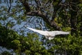 Great Egret white bird in flight landing in an oak tree Royalty Free Stock Photo