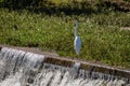 Great Egret white bird at the waterfall Royalty Free Stock Photo