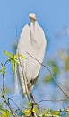 Great egret, white feather, bird, Naples, Florida Royalty Free Stock Photo
