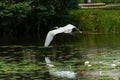 Great Egret or Great White Heron in flight Royalty Free Stock Photo