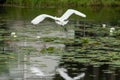 Great Egret or Great White Heron in flight Royalty Free Stock Photo