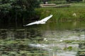 Great Egret or Great White Heron in flight Royalty Free Stock Photo