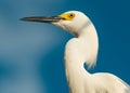 Great egret or White heron. Ocean or Sea bird. Blue sky on background. Bird feathers Royalty Free Stock Photo