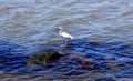 Great Egret or White Heron sitting on rocks Royalty Free Stock Photo