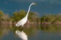 Great egret. White heron. Wildlife birds. Florida nature. White feathers of Great egret. Salt water lake. Royalty Free Stock Photo