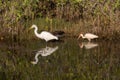 Great Egret, White Ibis, Glossy Ibis, Merritt Island National Wi Royalty Free Stock Photo