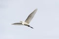 Great Egret wings spread in flight Royalty Free Stock Photo