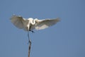 Great egret Royalty Free Stock Photo