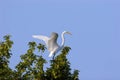 Great Egret Wings  703502 Royalty Free Stock Photo