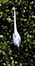 A Great Egret #1 Royalty Free Stock Photo