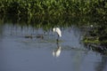 Great Egret Wood Duck Royalty Free Stock Photo