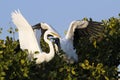 Great Egret and Wood stork fighting Royalty Free Stock Photo