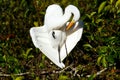 Great Egret (Ardea alba) in flight Royalty Free Stock Photo