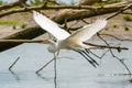 Great Egret & x28;Ardea alba& x29;on a flyby taken in Costa Rica Royalty Free Stock Photo