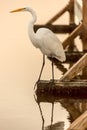 Great Egret (Ardea alba) perched on a dock by the lake. Shoreline Park, Mountain View, California, USA. Royalty Free Stock Photo