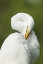Great egret (Ardea alba) preening Royalty Free Stock Photo