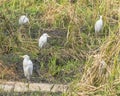 Great Egrets Royalty Free Stock Photo